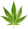Set of 2 x Cannabis Iron on Transfer for Fabrics Marijuana Plant Leaf DIY Weed Hemp Patch