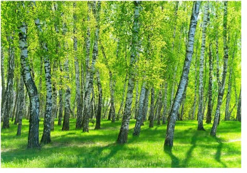 Fototapete Wald Birkenwald Birke Bäume Grün Gras - inkl. Kleister - für Wohnzimmer Schlafzimmer Flur Vlies Tapete Vliestapete Wandtapete Motivtapeten Montagefertig (416x254 cm)