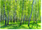 Fototapete Wald Birkenwald Birke Bäume Grün Gras - inkl. Kleister - für Wohnzimmer Schlafzimmer Flur Vlies Tapete Vliestapete Wandtapete Motivtapeten Montagefertig (416x254 cm)