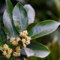 Pianta di alloro - semi semi di erbe aromatiche piante da giardino piante da balcone pianta di alloro piantare erbe aromatiche piante resistenti in vaso albero di alloro albero di 100pcs
