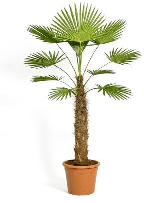 Exotenherz Wagnerpalme Trachycarpus wagnerianus 28cm Topf 130cm hoch