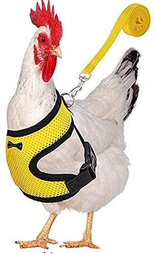 Huhn-Gürtel mit passendem Gürtel, bequem, atmungsaktiv, Größe S, M, L, XL, geeignet für Hühner, Enten oder Gans, geeignet für Gewicht von ca. 1,7–2,2 kg (gelb, M)