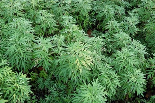 3000 Samen Echter Wermut Artemisia Absinthium Mehrjährige Gewürzpflanze Garten Kräuter