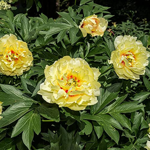 Pfingstrosen Blumenzwiebeln MehrjäHrig Winterhart Garten Blumen Deko Zimmerpflanze FrüHlingsblumen Zwiebeln Balkon Pflanze Geschenk Garten FrüHblüHer Zwiebeln Pfingstrosen Gelb 8 StüCk