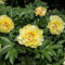 Pfingstrosen Blumenzwiebeln MehrjäHrig Winterhart Garten Blumen Deko Zimmerpflanze FrüHlingsblumen Zwiebeln Balkon Pflanze Geschenk Garten FrüHblüHer Zwiebeln Pfingstrosen Gelb 8 StüCk