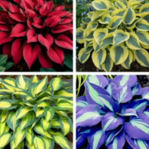 Hosta-Zwiebeln,Winterhart MehrjäHrig,Vier Jahreszeiten,Funkien Pflanze Winterhart,Seltene Funkie,Innenhof,Funkien Rhizome-8Zwiebeln-D