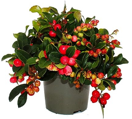 Moquette – Gaultheria procumbens – Fragola – Pianta resistente all'inverno con bacche decorative – Set di 3 piante