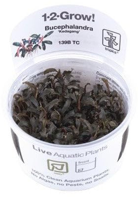 Tropica 1-2-Grow Bucephalandra 'Kedagang'