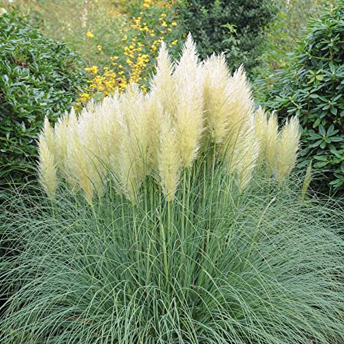 Pampas Grass Plant Cortaderia selloana 'White' Feathery White Seed Heads Hardy Perennial Easy to Grow Garden Retro Ornamental Grasses Specimen Plant 3X 11cm Potted Plants by Thompson and Morgan (3)