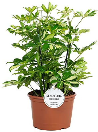 Árbol Paraguas Enano PREMIUM Planta de Interior Natural Verde y Amarillo