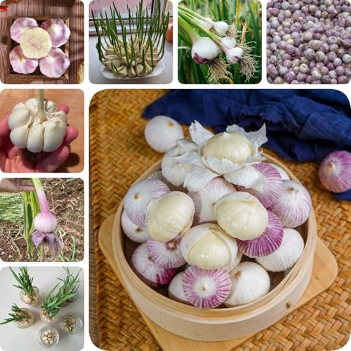 4 pcs Garlic - Steckknoblauch Kaufen - gewächshaus balkon Knoblauchzwiebeln, Pflanzknoblauch Winterhart, gemüsepflanzen gemüsepflanzen wintergemüse frühblüher zwiebeln knoblauch zum