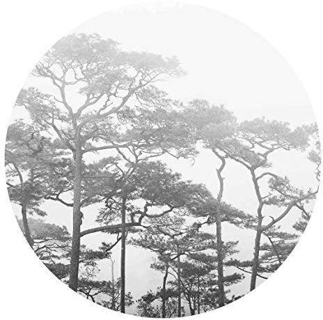 Runde Tapete selbstklebend Baumkronen Nebel Schwarz Weiß 100x100cm