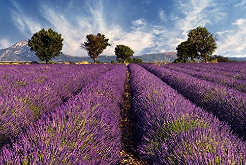 A.S. Création Fototapete Natur Lila | Blumen Blau Lavender 4.00 m x 2.67 m Lila Blau Grün, Grau, Weiß