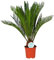 Cycas Revoluta - Japanischer Sagopalmfarn - Zimmerpflanze - Ø17cm - ↑70cm