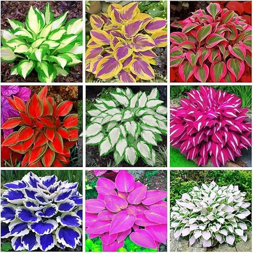 Plus de 200 variétés d'hosta, avec leurs combinaisons de feuillage richement colorées, font un choix luxuriant et vibrant pour les accents de feuilles.