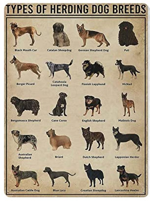Herding Hunderassen Poster Poster Metall Blechschild Kunst Wandschild Dekor Vintage Retro Schild Eisen Malerei Aluminium Schild für Heimdeko Bar Shop Männer Höhle Outdoor Garage Indoor 16x12