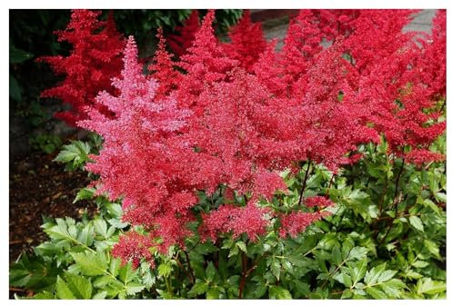 10 x Astilbe arendsii 'Astary Red' (Winterhart/Stauden/Staude/Mehrjährig) Prachtspiere - in Rot - Rote Blütenpracht für schattige Beete - Sehr Bienen und Insektenfreundlich - von Stauden Gänge