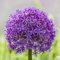 Allium Zwiebeln Winterhart Mehrjährig- allium zwiebeln kaufen, pflanzen garten，langer Blütezeit für eine schattenpflanzen winterhart，fensterbank deko hochbeete für garten，Dekorative 12pcs