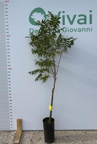 PIANTA DI NOCE PECAN  WICHITA  INNESTATA IN VASO cm H 170-190