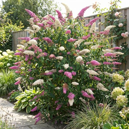 Bloomique - 2er - Set - Buddleja Davidii Duo Rosa - Weiß - Schmetterlingsstrauch - Gartenpflanzen - Winterhart - Höhe 30-40 cm - Topf 17 cm