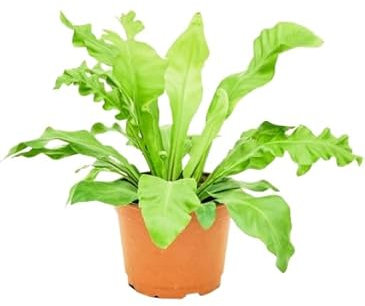 Planta Asplenium Nido de Ave Un Regalo Verde y Atemporal