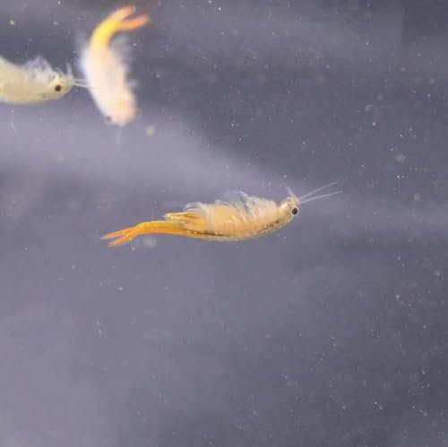 Feenkrebse Thailandensis Lebendfutter, 30.000 Eier, Zuchtset und Futter für Aquarienfische, 0,2ml Kapsel