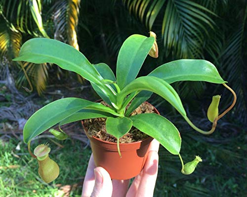 Live Carnivorous Pitcher Plant Nepenthes Alata - 3 Potted