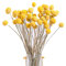 OPLLER 40 StüCk Getrocknete Craspedia Blumen Getrocknete BäLle Blumen, Getrockneter Blumenstrauß für Arrangements Hochzeit Hause Dekor