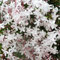 PERZOE 20 Unids Jasminum Grandiflorum Semillas, Flor Ornamental Jardín Balcón Bonsai Decoración Semillas de jazmín grandiflorum