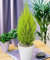 1 PIANTA DI CUPRESSUS GOLDEN CREST CIPRESSO WILMA VASO 12CM conifera