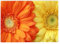 Shopagift Orange Yellow Flower Petals Glass Chopping Board Large Kitchen Worktop Saver 39cm x 28cm