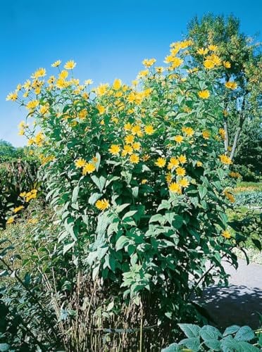 Helianthus tuberosus ca. 11x11 cm Topf - Topinambur, gelbe Blüten, Blütezeit August-Oktober, ideal für Rabatten, essbare Knollen, bienenfreundlich