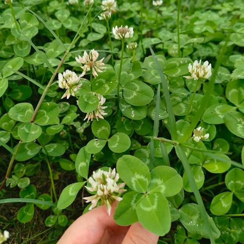 600 pcs Klee samen- bienen wiese bonsai topf Glück kleeblatt samen- gewächshaus balkon mini garten wildblumensamen bodendecker winterhart gartensamen balkonpflanzen winterhart robuste