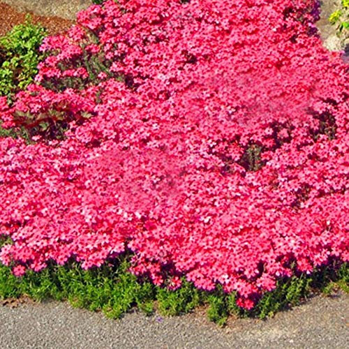 500 Piezas Tomillo Rastrero, Tomillo Silvestre Semillas, Sementes de Tomilho, Bolsa Semillas de Flores, Fácil de Plantar Semillas de tomillo rastrero Herramienta de jardinería para jardín (Rosa)