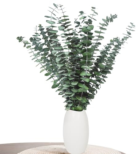 Aufisi Eukalyptus Deko - 22 Stück Getrockneter Eukalyptus, Eukalyptus Getrocknet für Deko, Hochzeiten, Trockenblumen Arrangement, Wohnaccessoires, Grün (43cm+)