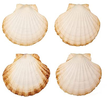 Finoly Coquilles Saint Jacques Naturelles Pack de 4/8/12/16 Unités | Coquille St Jacques pour Cuisson pour Cuisine Décoration Artisanat DIY (4)
