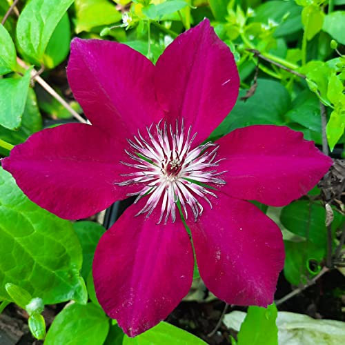Clematis Perida großblütig 1L Pflanze für Anfänger und professionelle Gärtner - Ideal für Kleingarten, Garten - Schöne Pflanze mit ungewöhnlichen Blüten - Genießen Sie jeden Tag ihre Farben