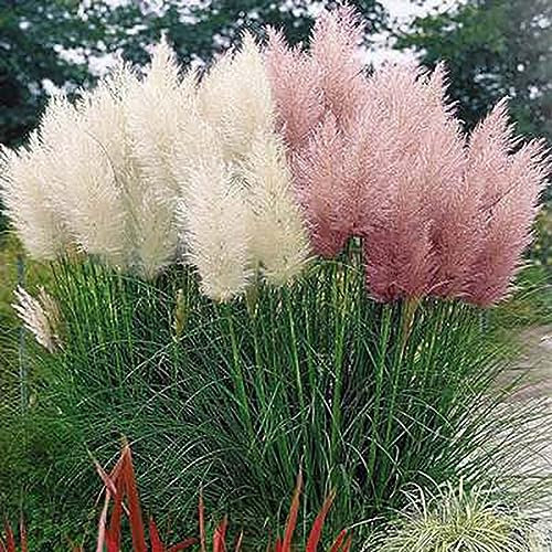PERZOE 500pcs graines de plantes ornementales d'herbe de pampa, jardin cour croissante bricolage décor à la maison Blanc Graines d'herbe de pampa