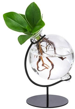 Dehner Waterplant Balsamapfel Victoria, Clusia major, Wasserpflanze im Kugelglas, mit Metallständer, 19 x 7.5 x 3.5 cm, Zimmerpflanze
