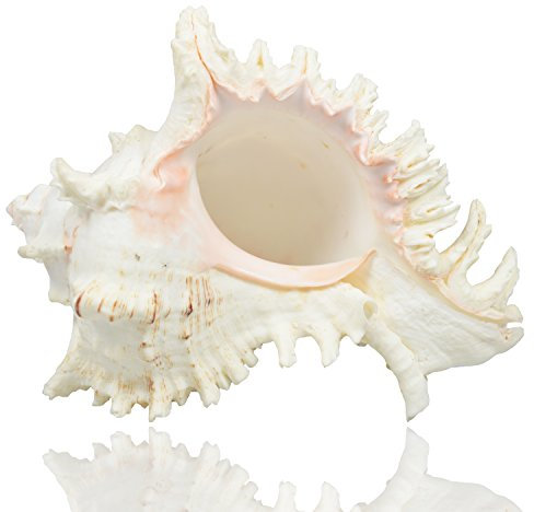 Jangostor Grands coquilles Naturelles, Énorme conque océanique 17-20cm Coquillage Jumbo Parfait pour fête à thème de Plage, décoration de Mariage, décorations de Maison, l'artisanat de Bricolage (2)