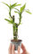 Baby Lucky Bamboo Plant - Dracaena Sanderiana Small Indoor Houseplant in 6cm Pot | for Home and Office | Grow Your Own Baby Plants