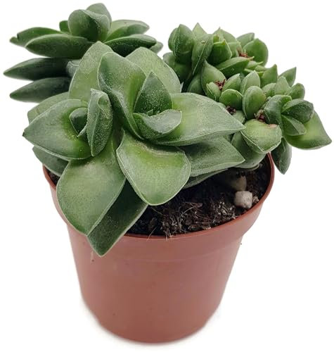 Fangblatt - Crassula Springtime - grün-silbrige Sukkulente bringt den Frühling in Ihr Zuhause - pflegeleichte Zimmerpflanze für das helle Fensterbrett