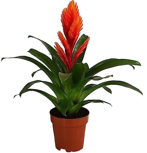 Dehner Vriesea Intenso Orange, Bromelia cultivars, rosettenförmiger Wuchs, orange-farbene Blüte, ca. 45 cm inkl. Pflanztopf, Ø Topf 12 cm, Zimmerpflanze