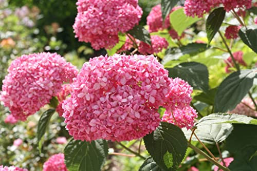 Suttons Hardy Garden Outdoor Hydrangea Arborescens Flower ‘Pink Annabelle®’ Sevenbark Deciduous Flowering Shrub, Ideal for Cut Flowers, Patios & Woodland Gardens (1 x 3 Litre Pot)