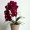 500 pz semi di orchidea phalaenopsis, orchidea farfalla, Piantare fiori, regali di Pasqua orchidee piante vere piante da esterno, piante esotiche resistenti regalo di semi, giardino