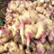Ingwer pflanzen samen, gartenpflanzen winterhart mehrjährig bonsai topf，grünpflanzen bio saatgut，einfach zu Pflanzen zimmerpflanzen，pflanzen für sonnige plätze wintergemüse 65pcs