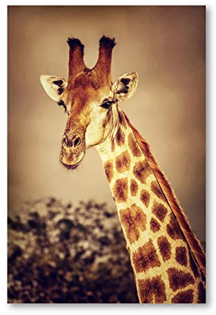 Postereck - 1526 - Giraffe, Tier Natur Afrika Safari Wildnis - Wandposter Fotoposter Bilder Wandbild Wandbilder - Poster - 3:2-30,0 cm x 20,0 cm