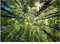 WallArena - Vlies Fototapete Baumkronen Bäume Wald Sonne Himmel Natur 368x254 cm - Fototapeten - Tapeten - für Wohnzimmer Schlafzimmer - Vliestapete Wandtapete Tapete 3D Effekt- inkl. Kleister