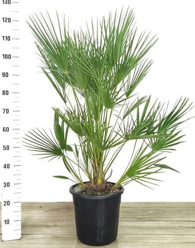 POWERS TO FLOWERS - CHAMAEROPS HUMILIS, PALMA SAN PIETRO, VASO 28cm ALTEZZ 100CM, pianta vera