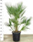 POWERS TO FLOWERS - CHAMAEROPS HUMILIS, PALMA SAN PIETRO, VASO 28cm ALTEZZ 100CM, pianta vera